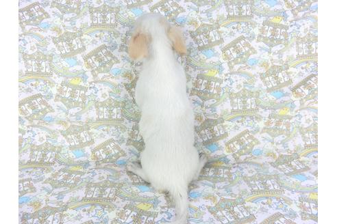 成約済の千葉県のチワワ(ロングコート)-105638の2枚目